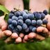 Our Guide to the Most Popular Grape Varieties for Eating