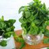 How to Store Fresh Herbs the Right Way