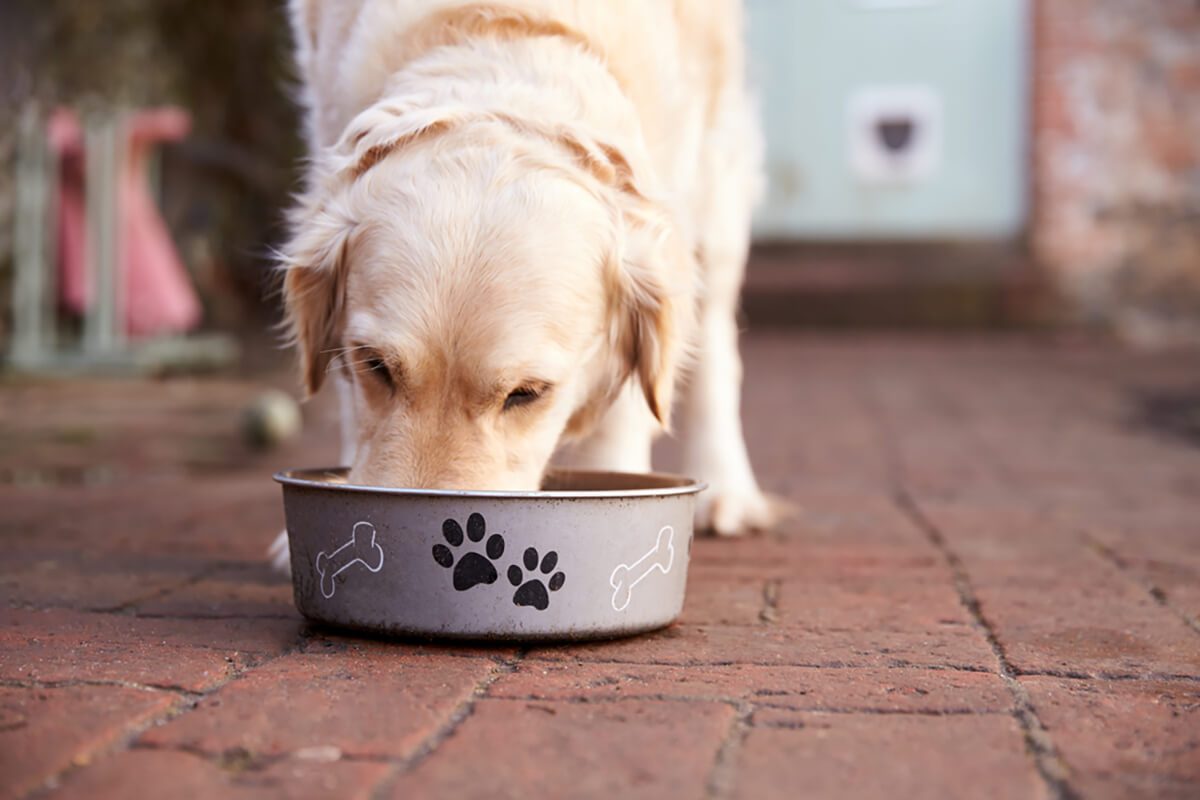 Food bowls: How can I make it easier for my dog to eat?