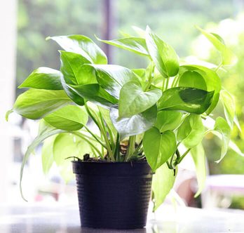 8 Easy-Care Houseplants That Improve Air Quality | Taste of Home