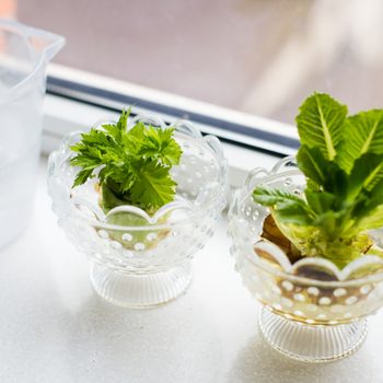 showing how to regrow celery and greens on a windowsill at home