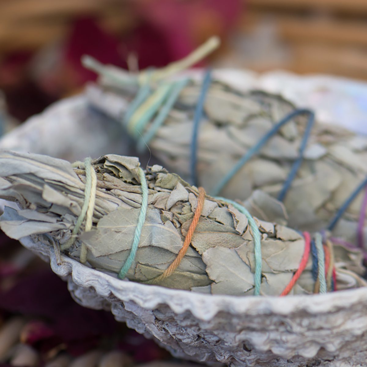 White sage smudge stick (Salvia apiana) in a seashell.