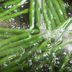 How to Blanch Vegetables