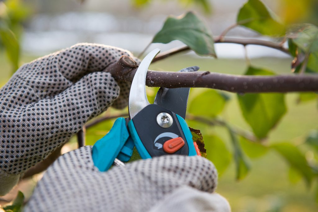 How to Grow Fruit Trees in Your Own Backyard | Taste of Home