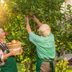 How to Grow Fruit Trees in Your Own Backyard