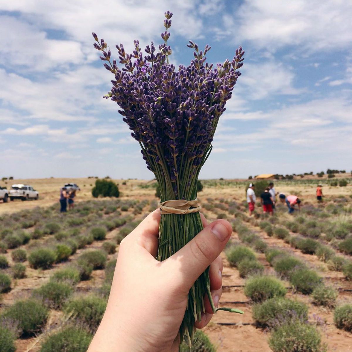 RedRock farm, Arizona