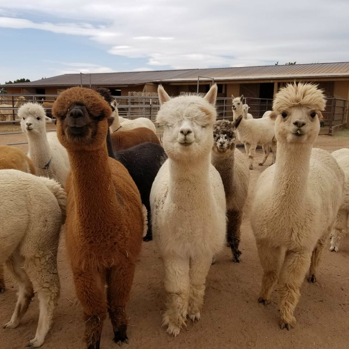 que sera alpacas farm tour new mexico