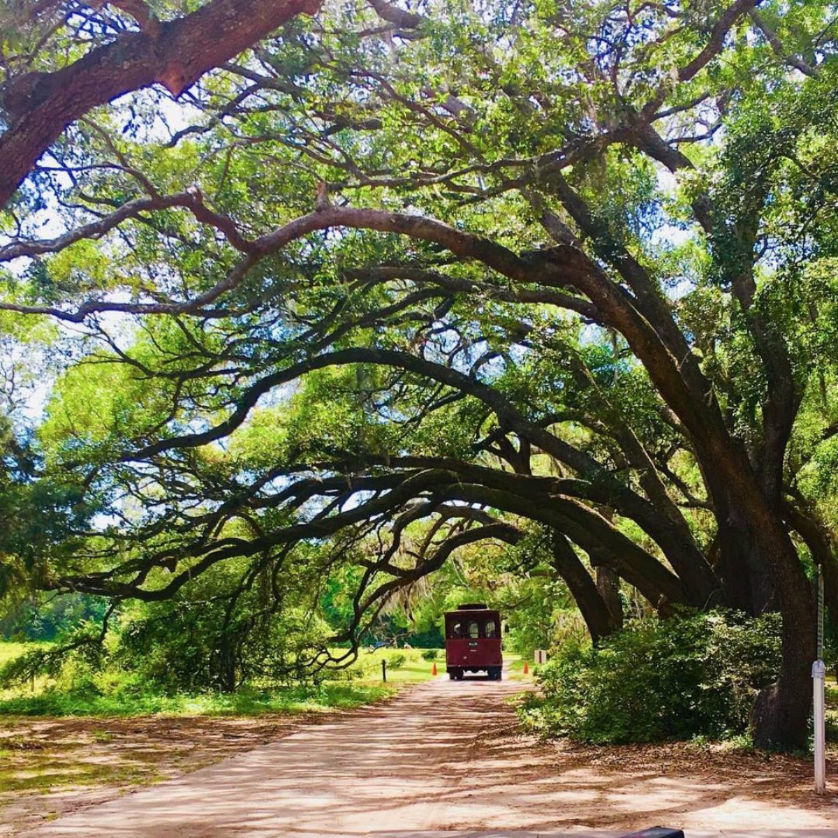 charleston tea plantation farm tour south carolina