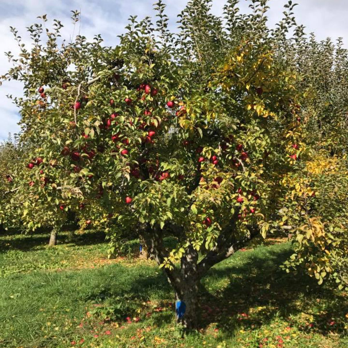 Stribling Orchard farm tour virginia