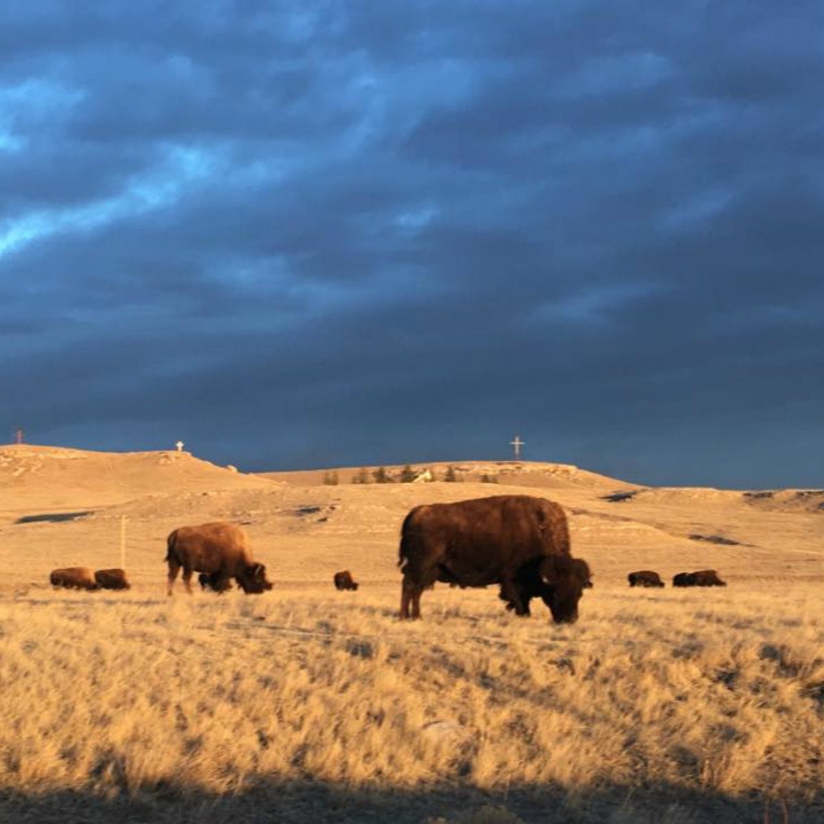 terry bison ranch farm farm tour wyoming