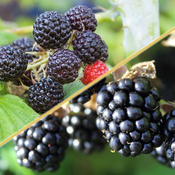 Black raspberries and blackberries