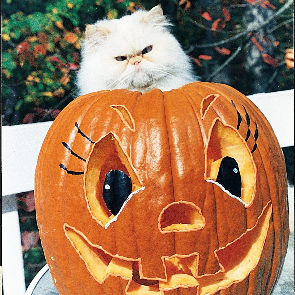 cat sitting on a jack-o-lantern pumpkin Halloween /COU Magazine/1994/October-November-1994_1586/2425-4445_HiRes