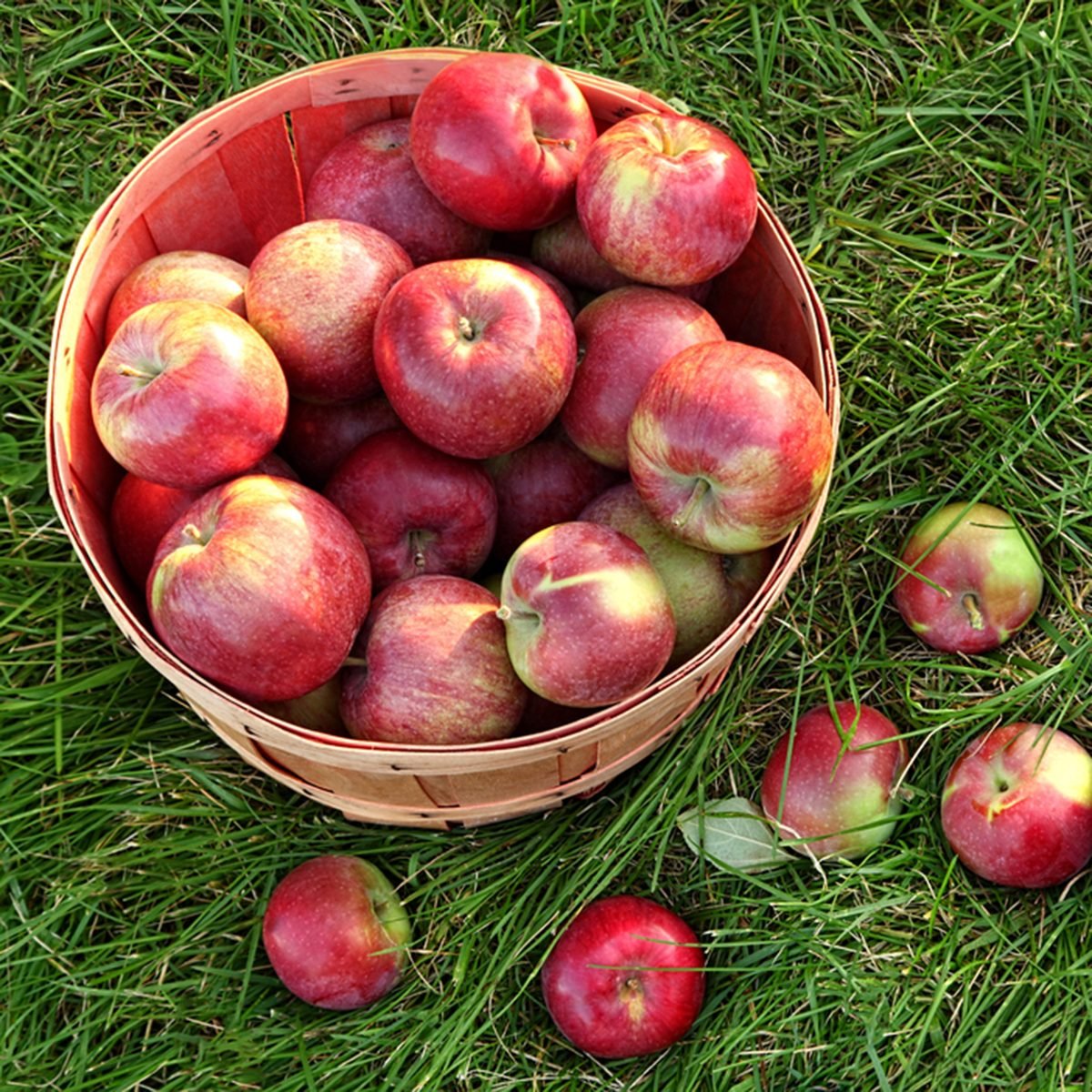 https://www.tasteofhome.com/wp-content/uploads/2018/08/Country-Apple-Orchard.jpg