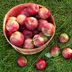 How to Store Apples to Last Through the Winter