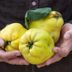What Is Quince, and What Can I Cook With It?