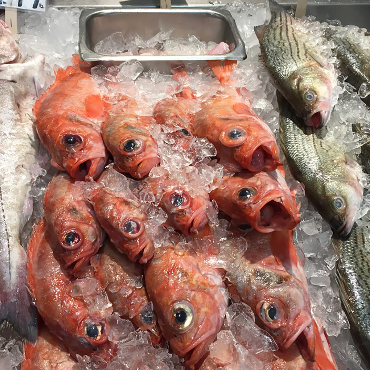 Display of three kinds of fresh fish on ice in a fish market in Portland, Maine