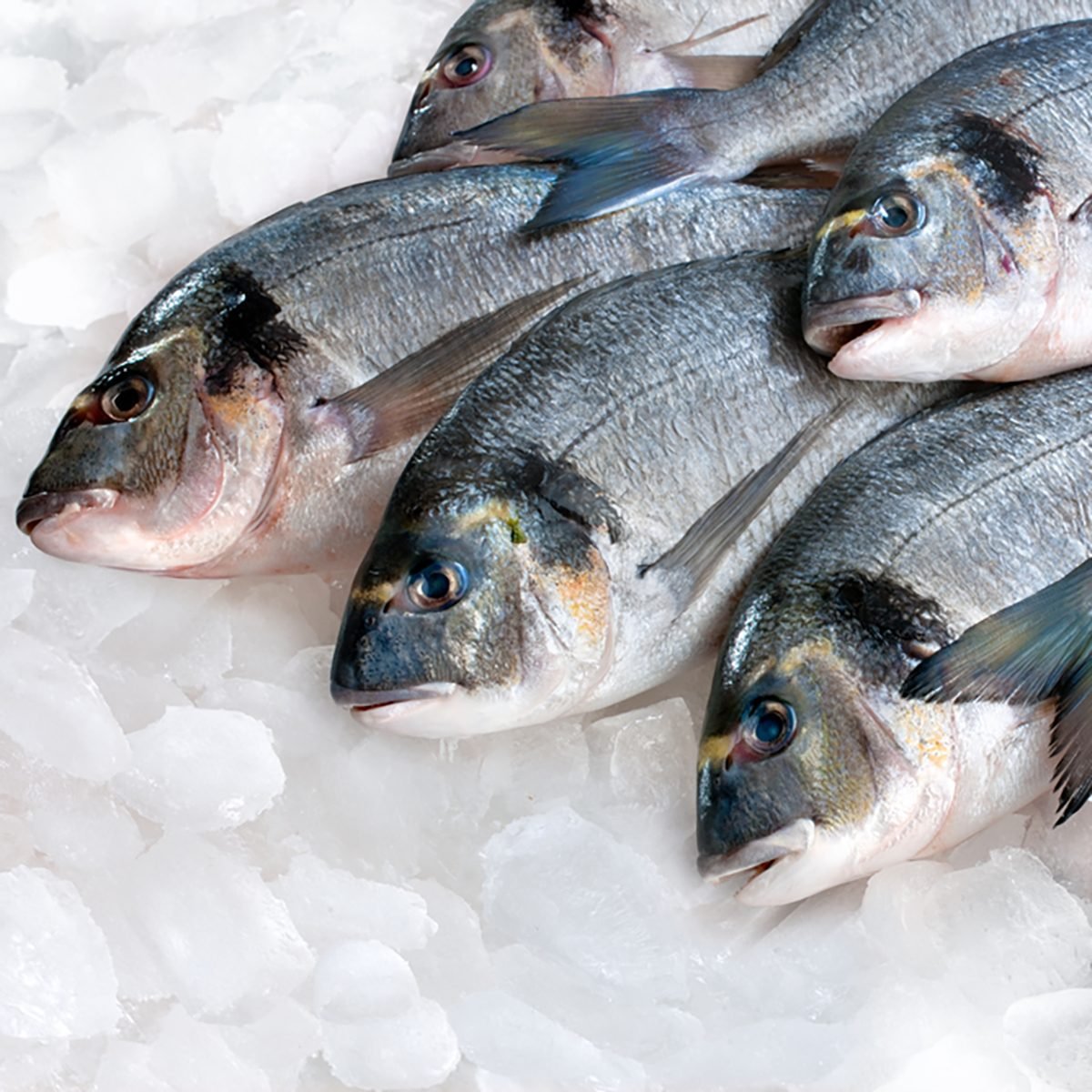 Gilthead bream (Sparus aurata) on ice at the seafood booth