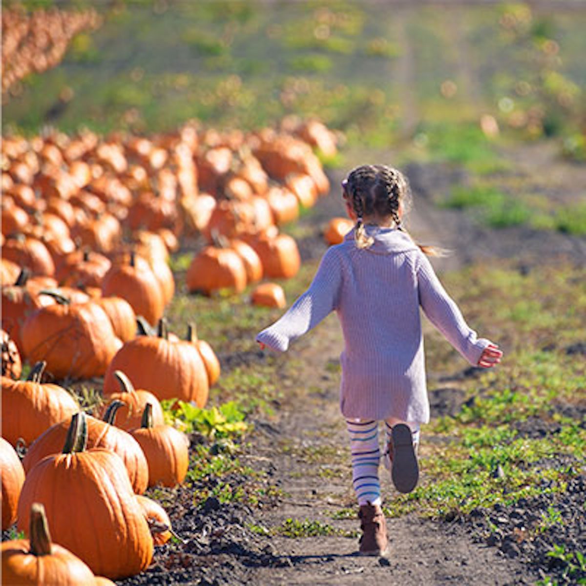 DeBuck's Corn Maze & Pumpkin Patch