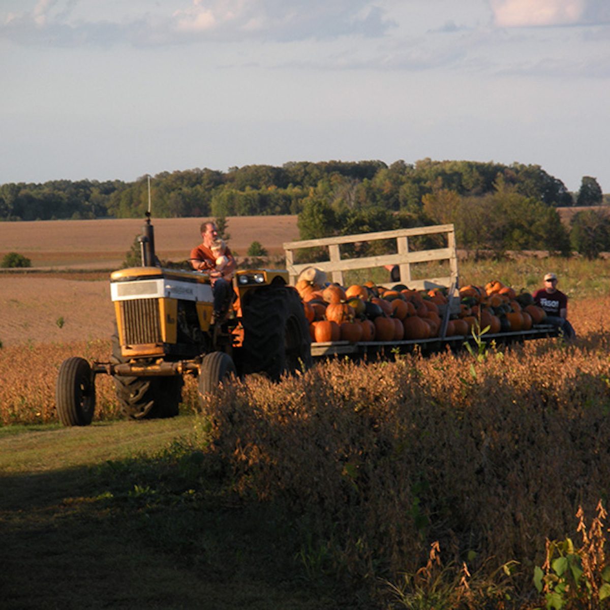 Barten Pumpkins