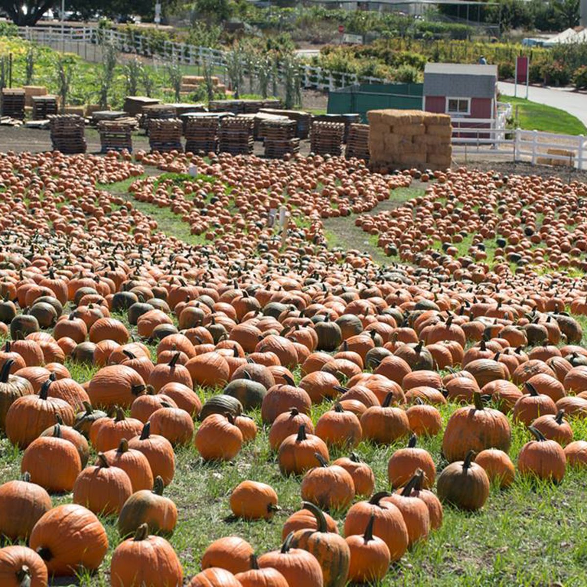 Cal Poly Pomona Pumpkin Patch