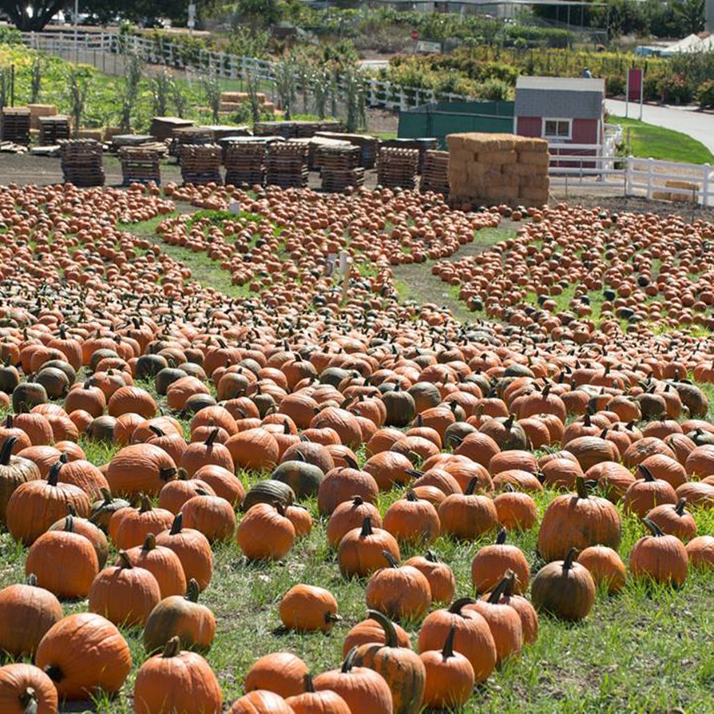 The Best Pumpkin Patch in Every State