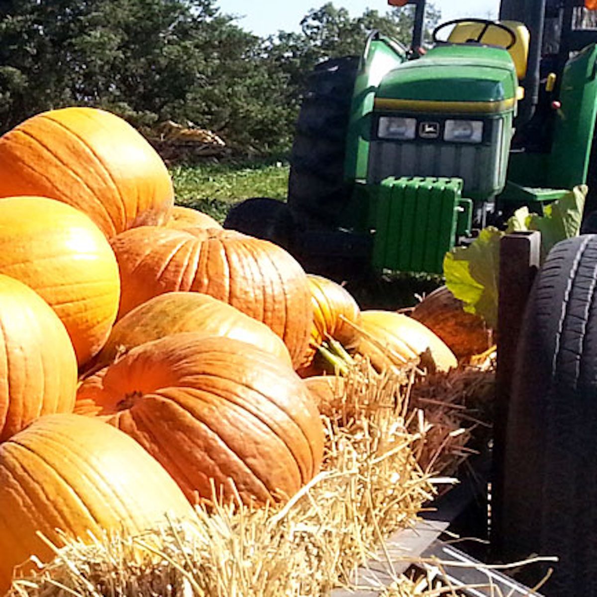 Fun Farm Pumpkin Patch