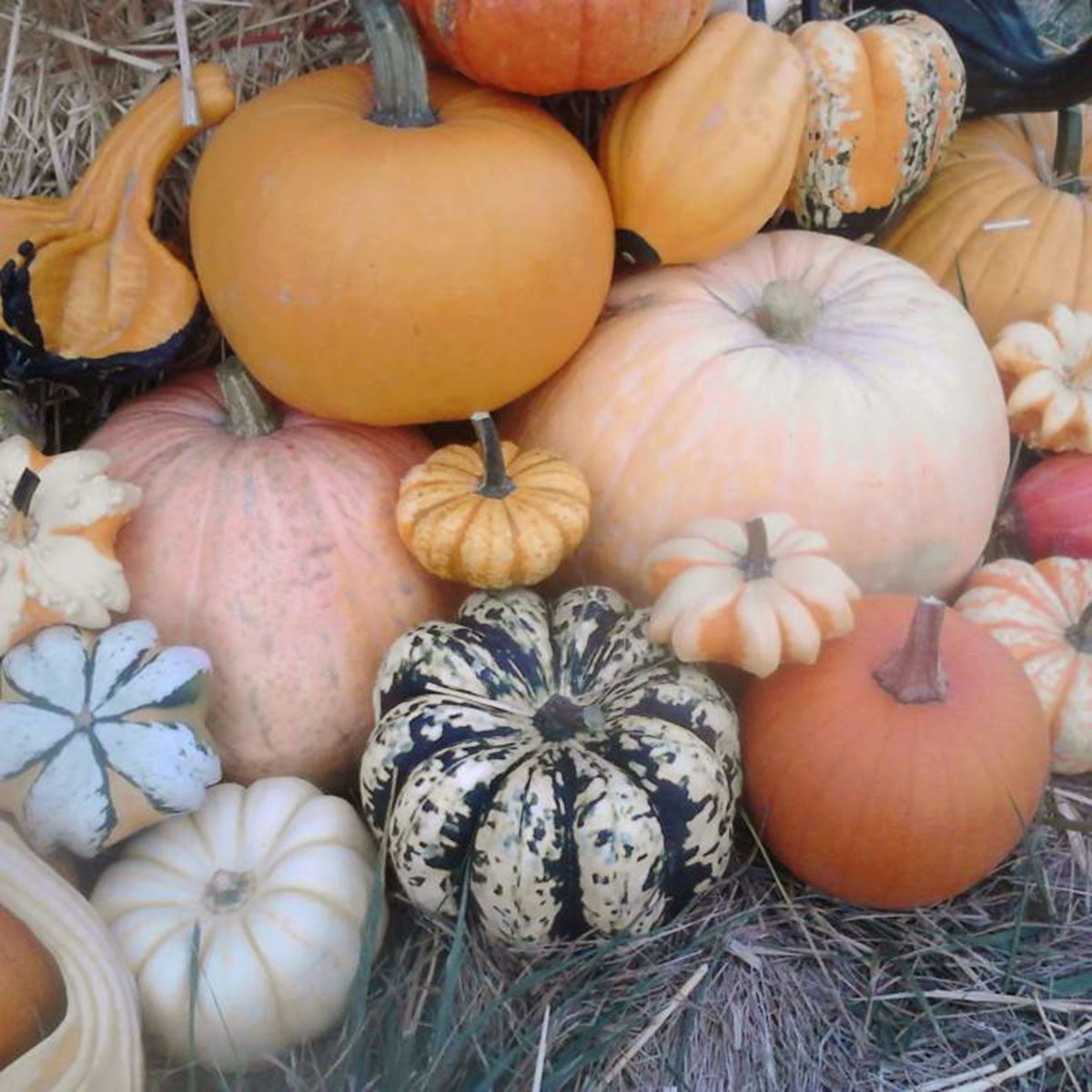 Gourds and pumpkins