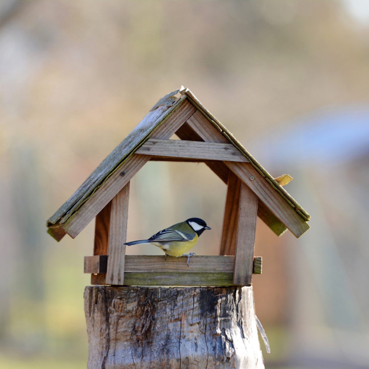 The Great Tit sitting on the bird feeder in the garden.