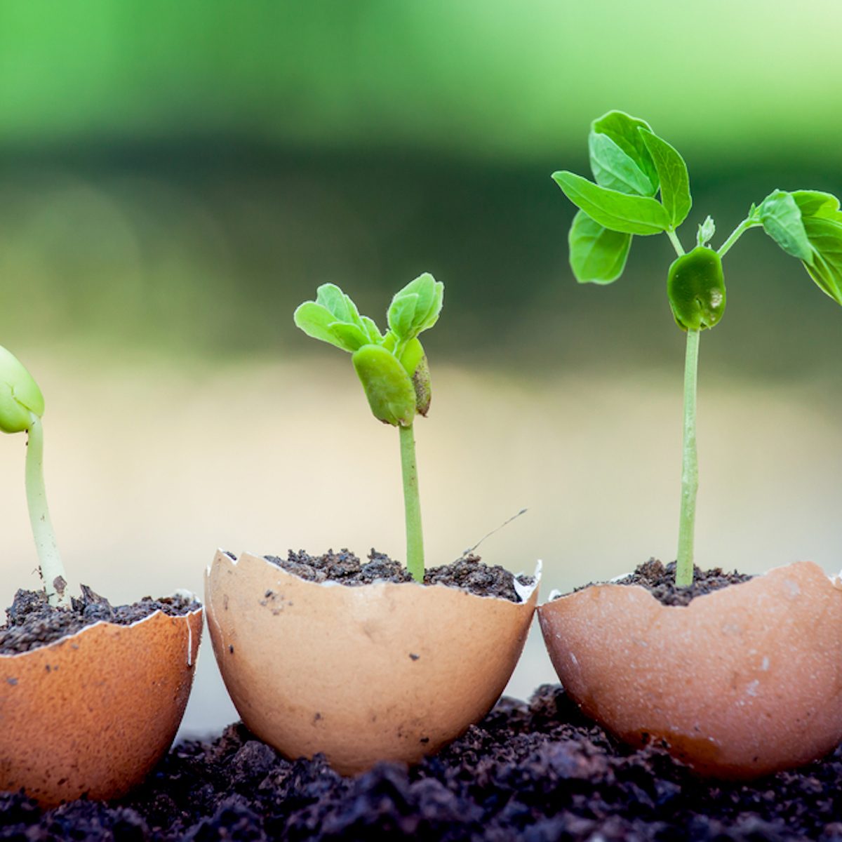 Young plant growing in egg shell;