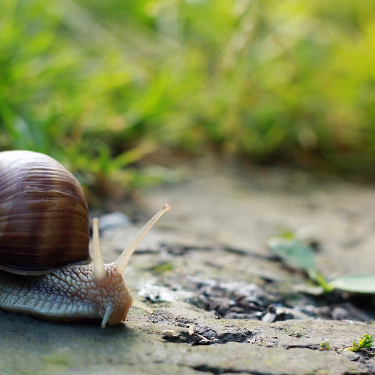 Big snail in shell crawling on road