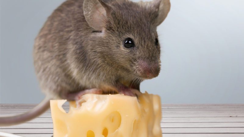 mice mouse cheese shutterstock keep billion