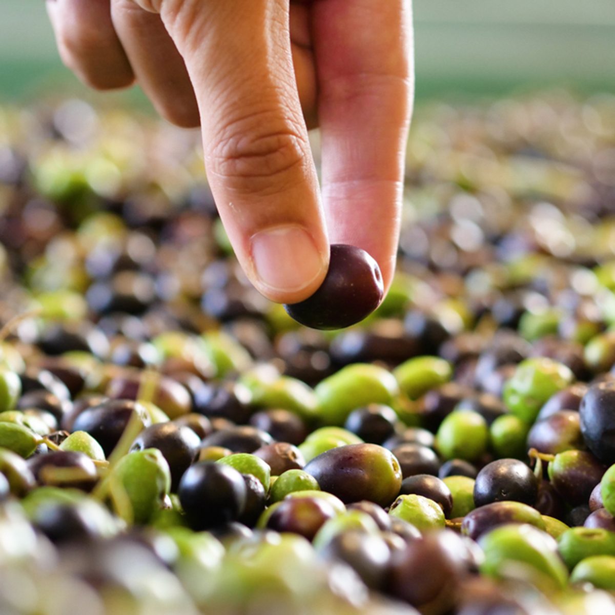 Hands take olives fresh off the tree to make olive oil made in Italy.