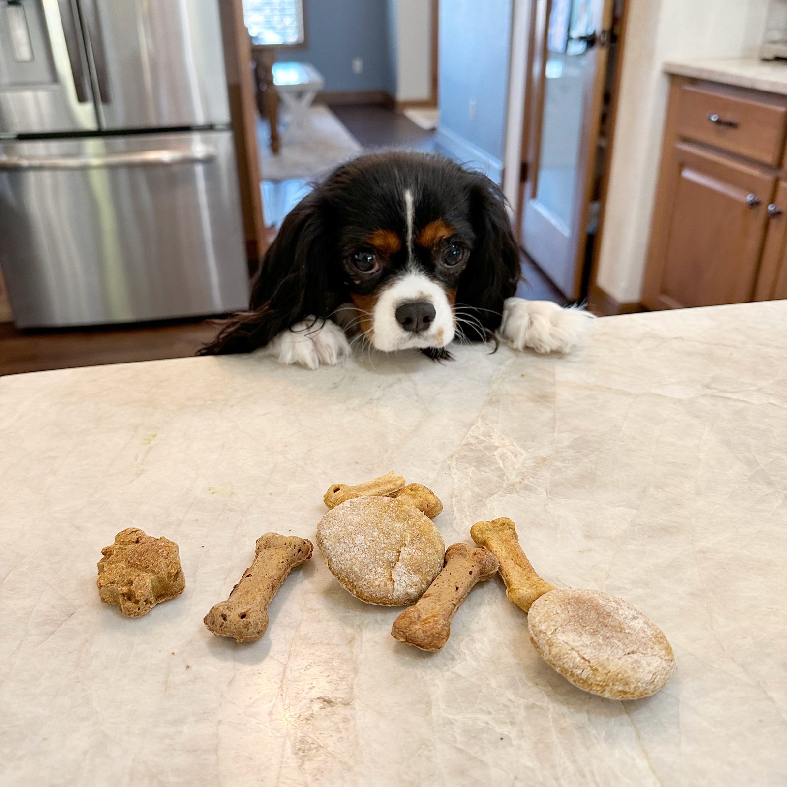 can dog treats make a dog sick