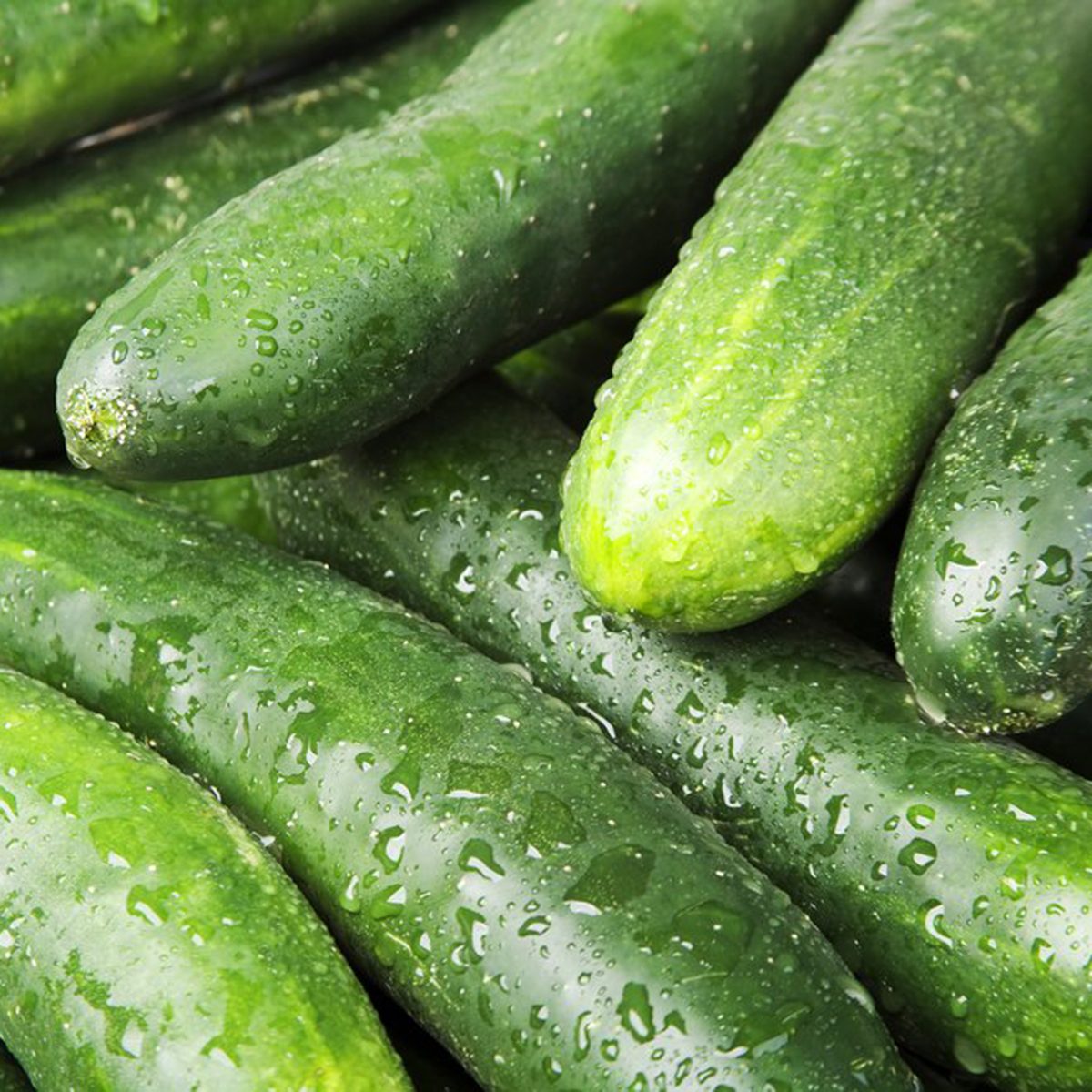 Cucumber close-up