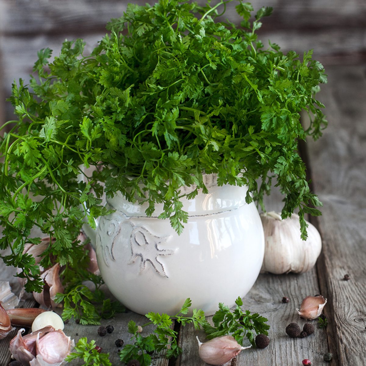 Bunch of chervil on chopping desk with garlic and pepper. 