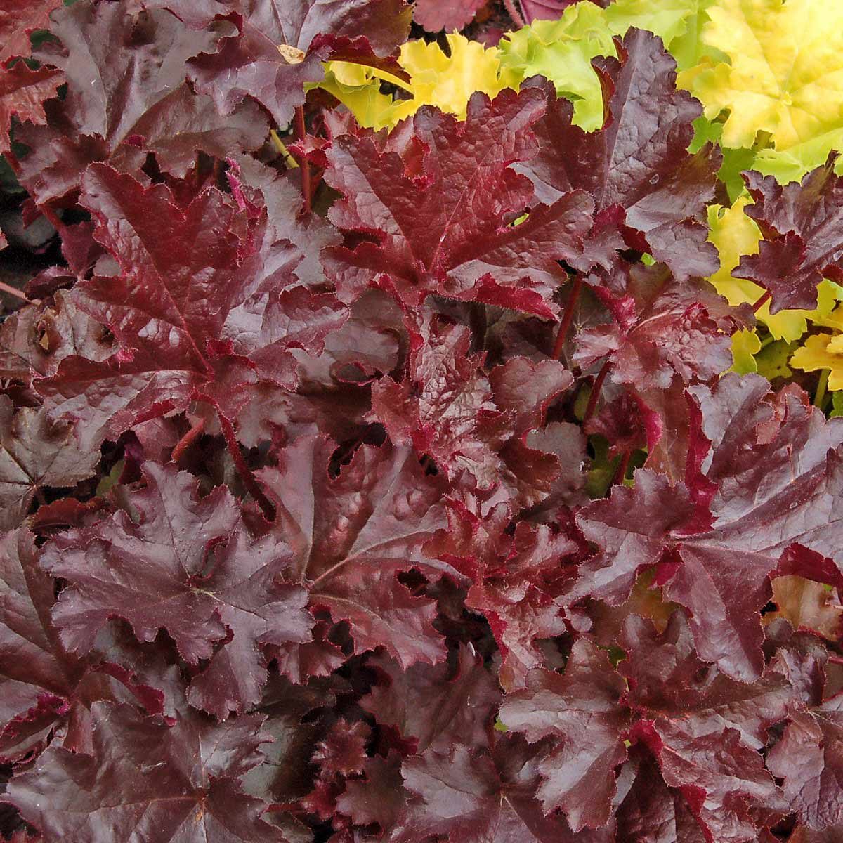 Chocolate Ruffles Coral Bells