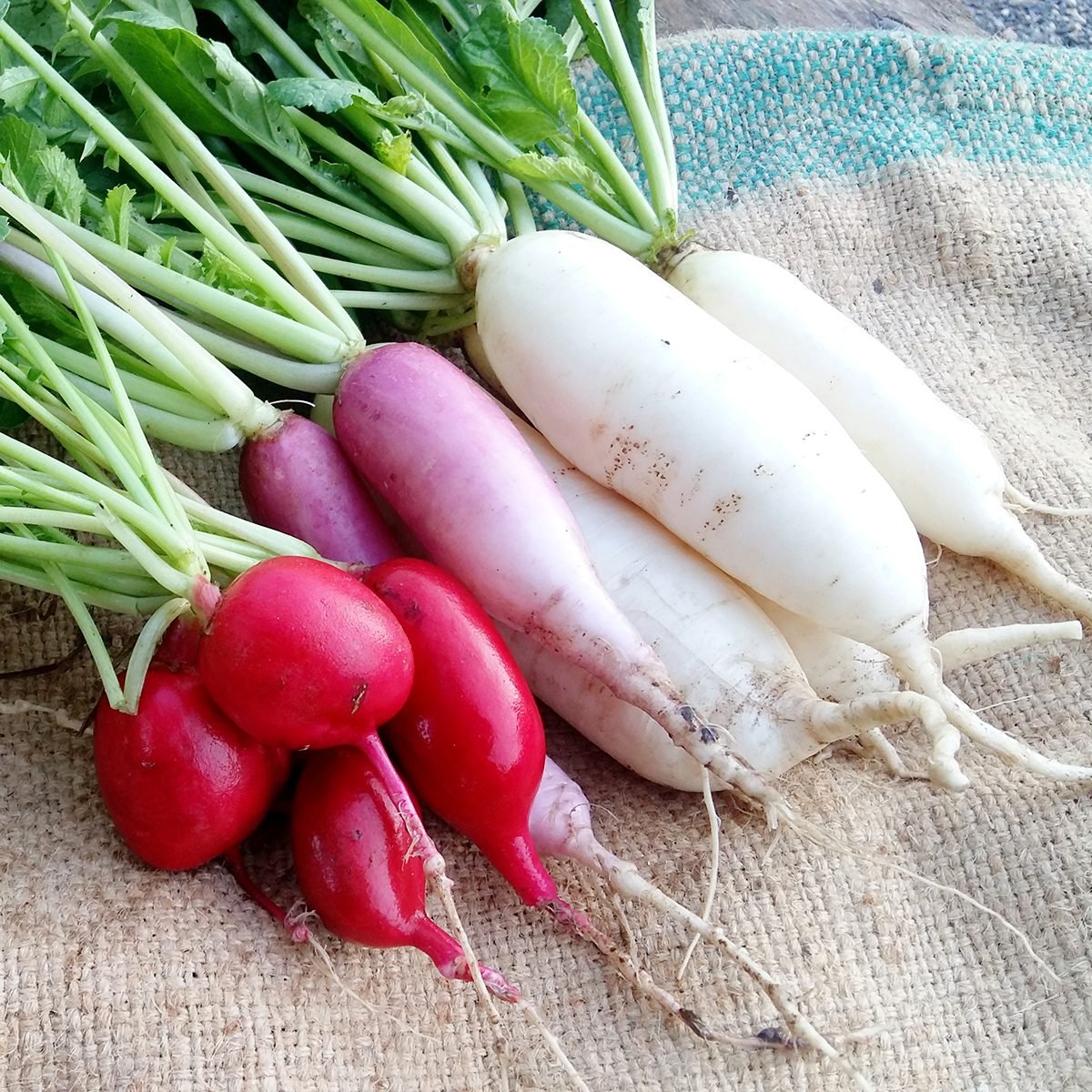 Everything You Need to Know About Radishes