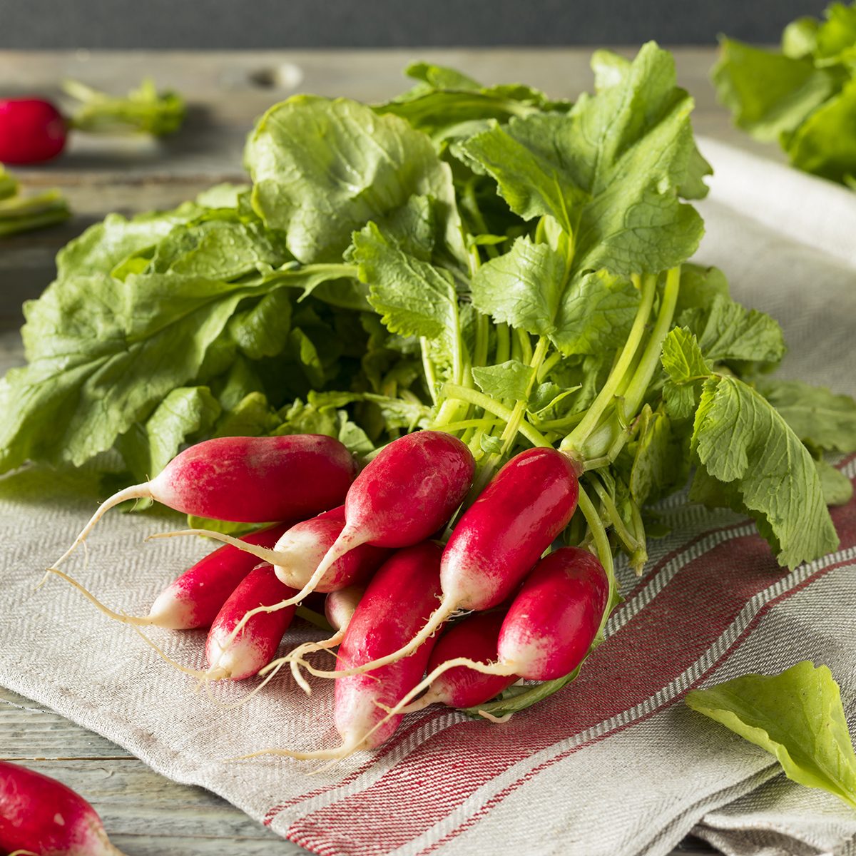 Raw Organic Fresh French Radishes Ready to Eat