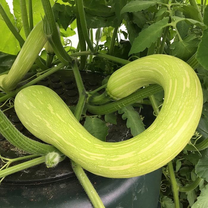 8 Types of Summer Squash (and How to Cook Them) Taste of Home