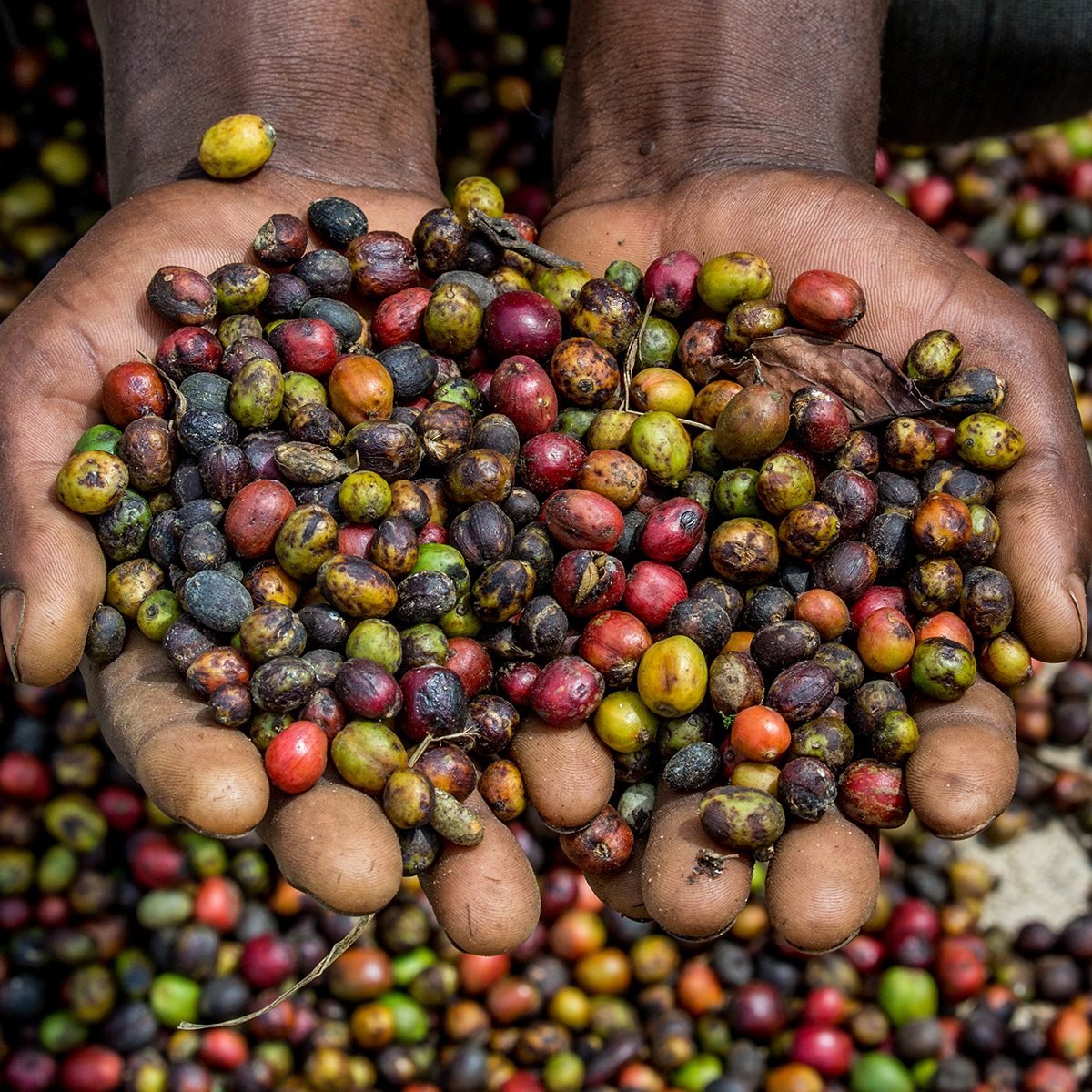 Grains of ripe coffee in the handbreadths of a person.