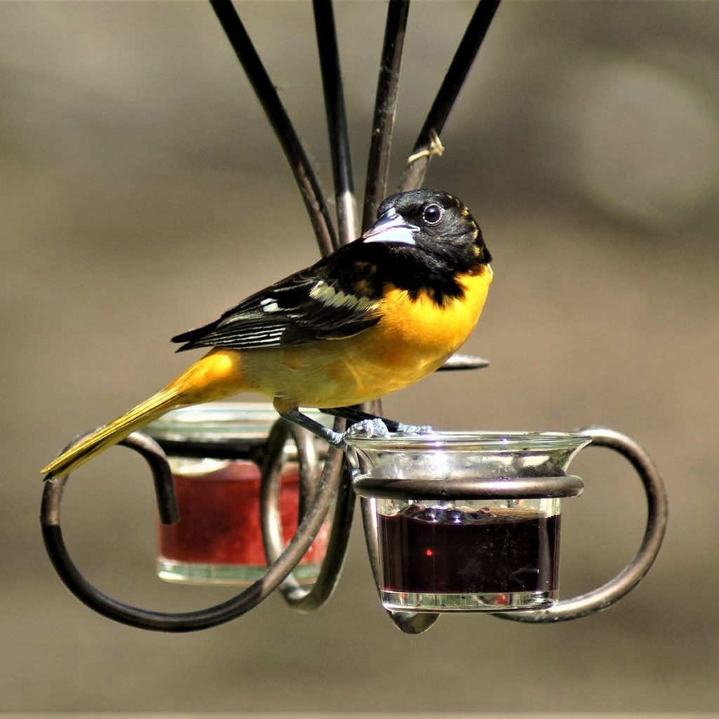 I was outside and spotted the Baltimore Orioles in the tree. I called my husband and we quickly set up the feeders with jelly and placed out several oranges. We barely got into the house when they came to the jelly. We love all the birds that come into our yard they bring such joy to us every year.