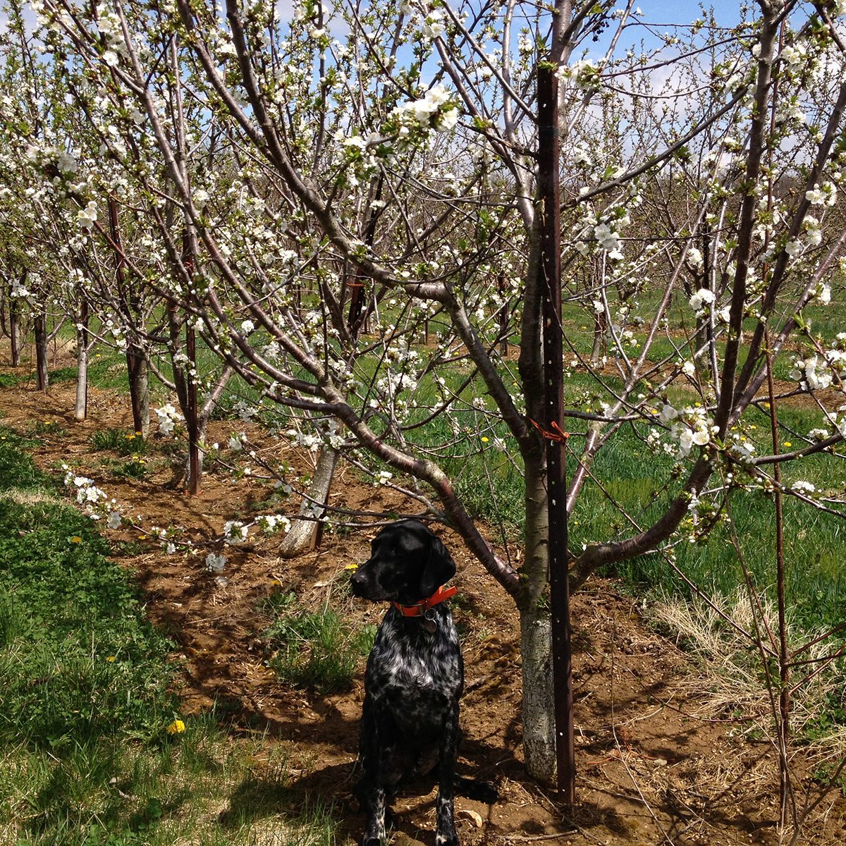 Black dog underneath cherry trees