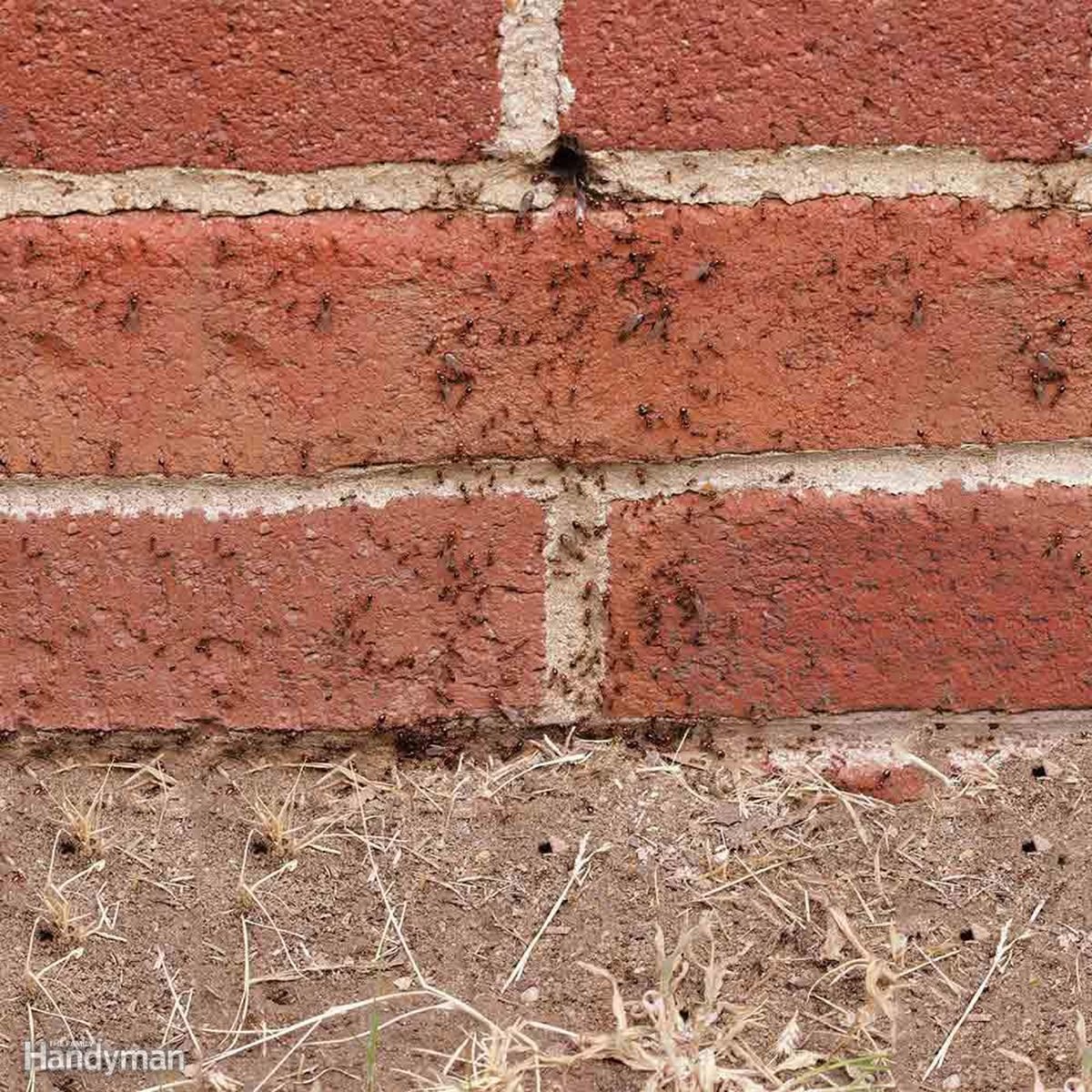 Ants crawling up bricks