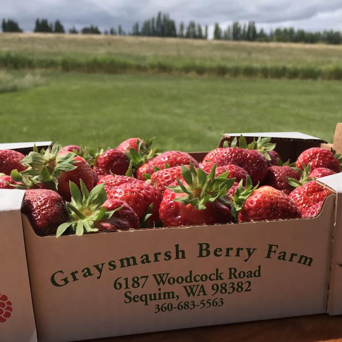 Strawberries on Graysmarsh Farm