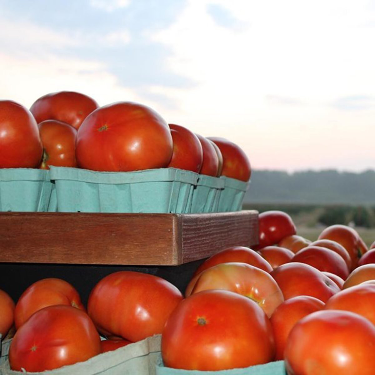 Tomatoes on shelves against a sky background