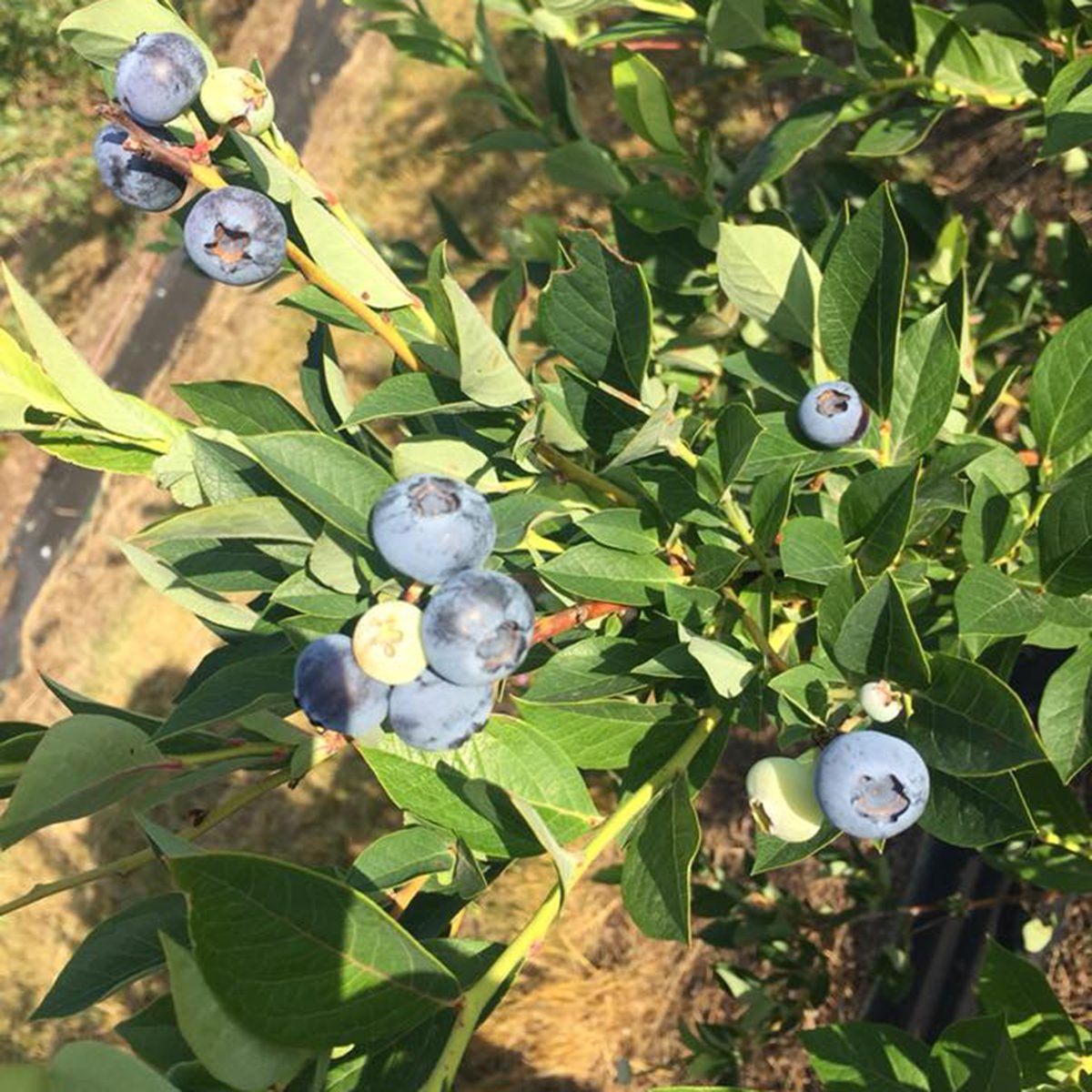 Blueberry bush