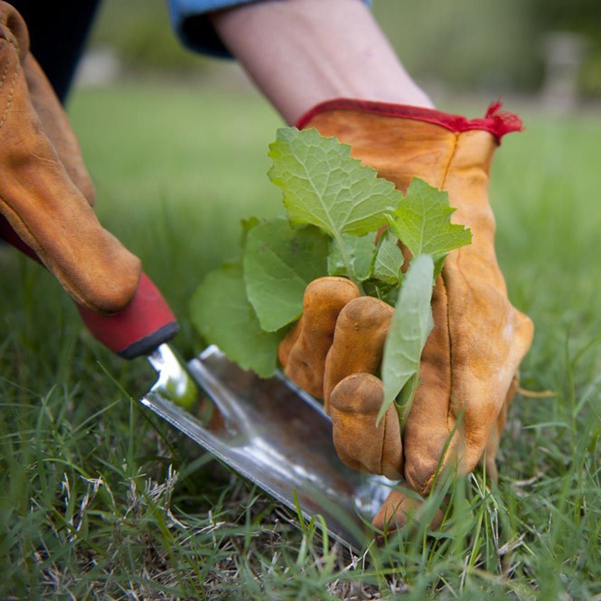 pull weeds lawn care tackle weeding