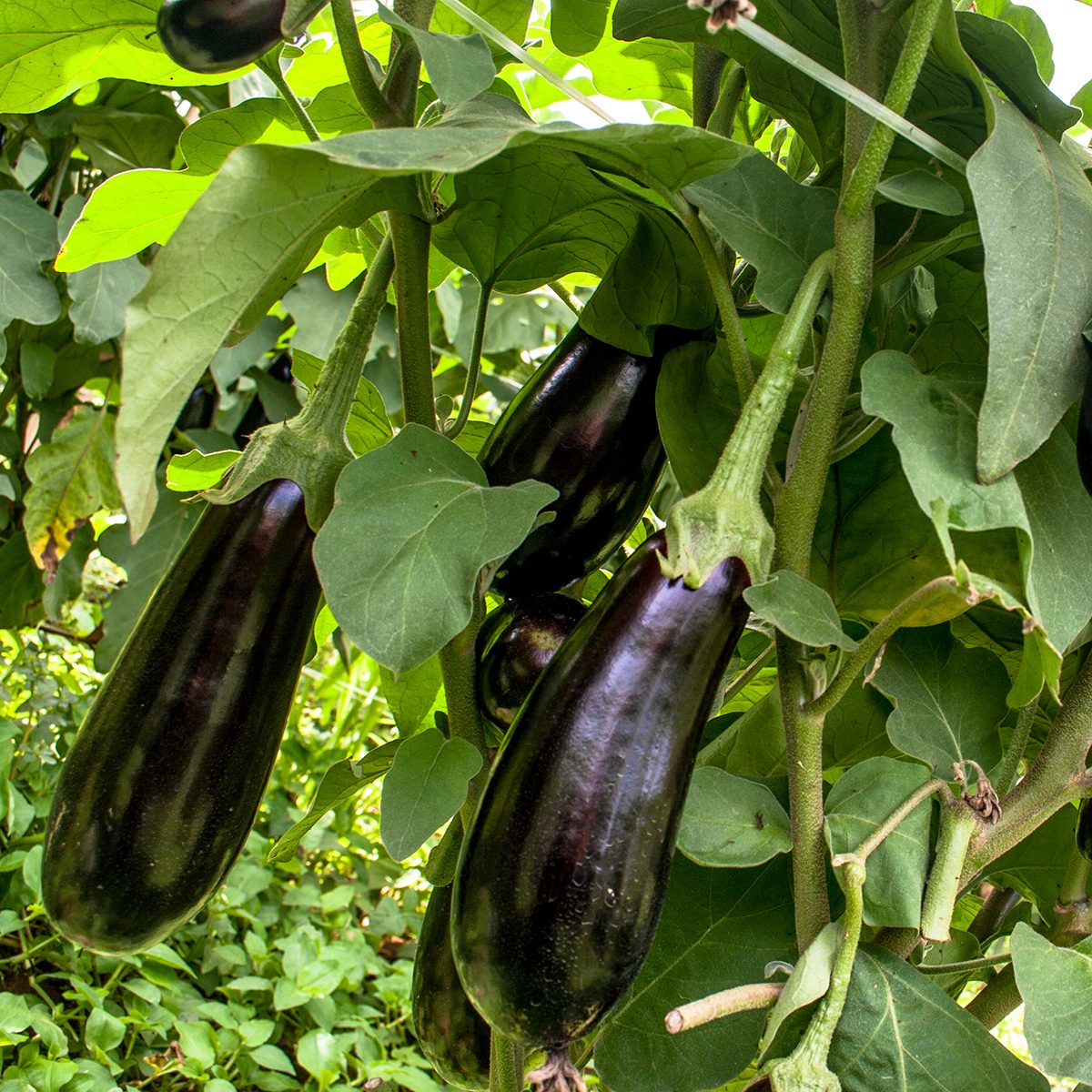 Eggplant in the garden.