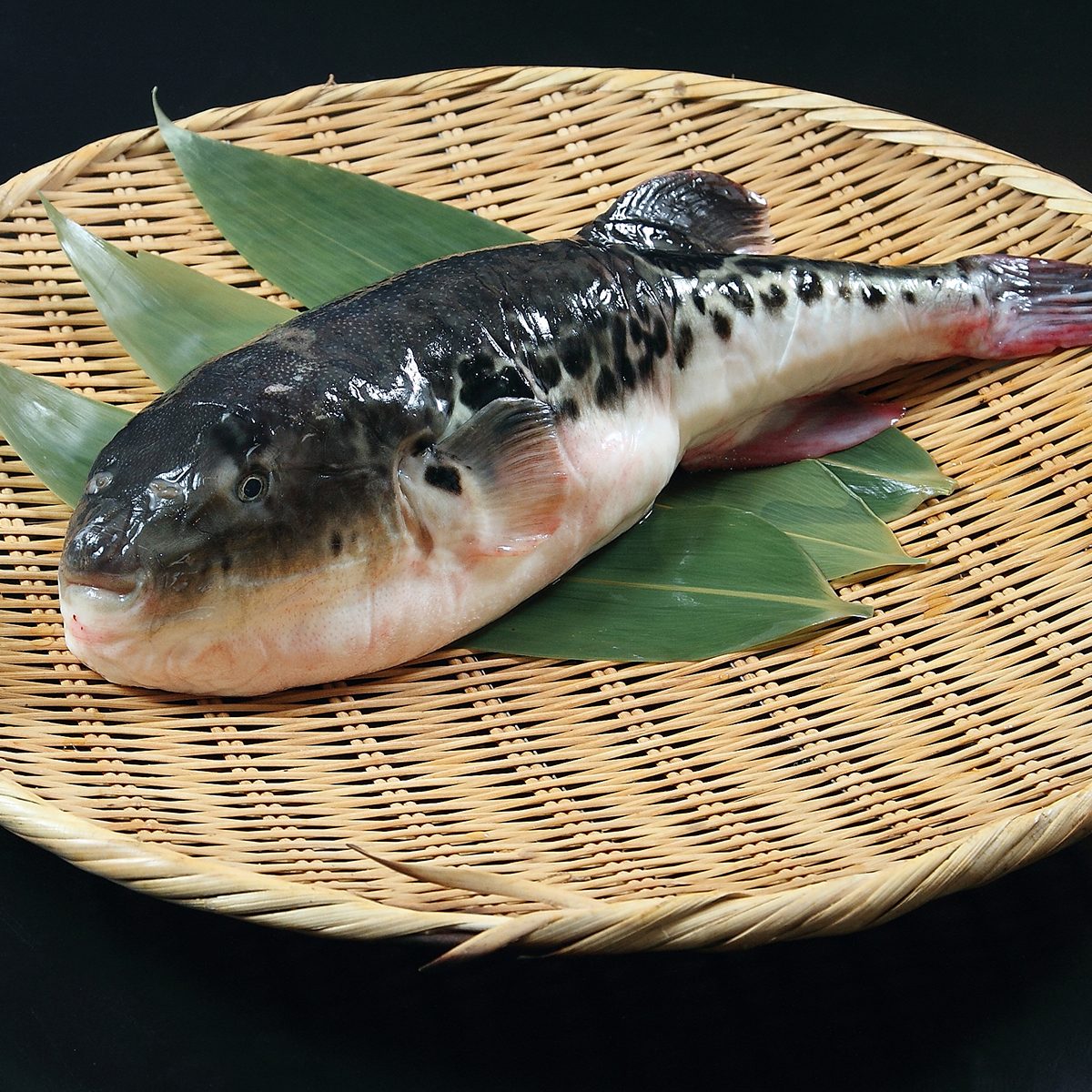 Japanese Fugu Fish (Puffer Fish)