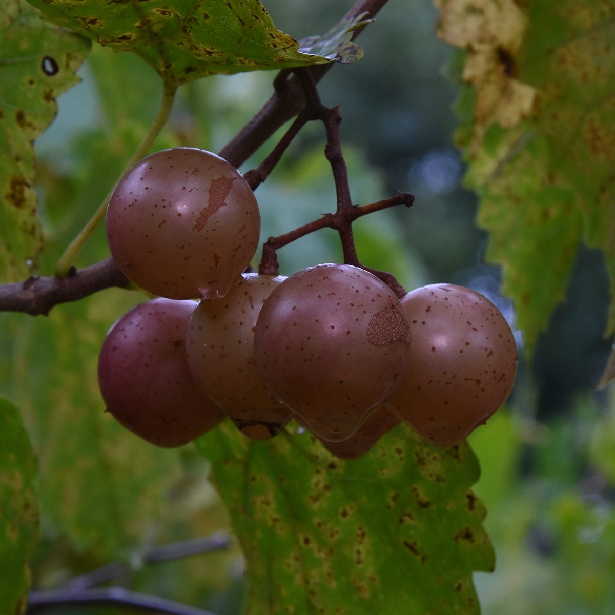 Scuppernong Grapes. 